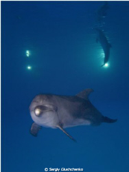 Delfines by Sergiy Glushchenko 